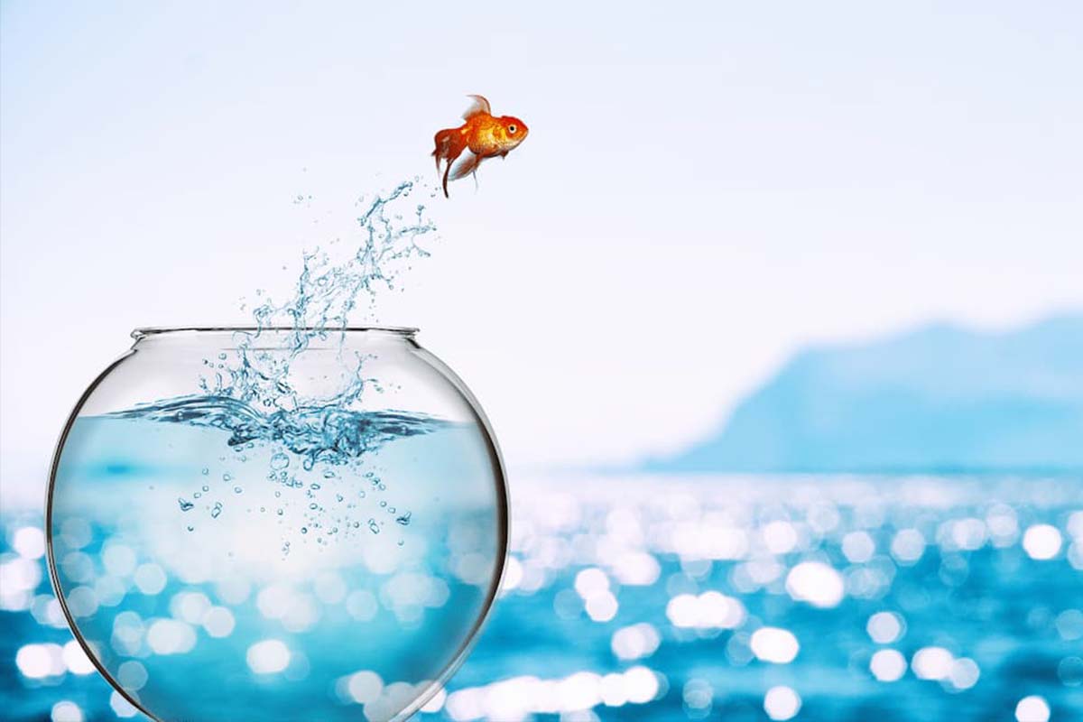 stock-photo-goldfish-leaps-out-of-the-aquarium-to-throw-itself-into-the-sea-1501576922